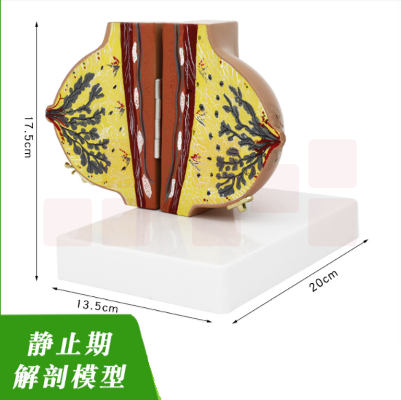 哺乳期乳房模型 单边静止期解剖乳房模型